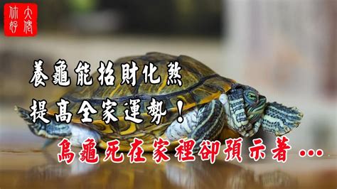 財位養烏龜|養烏龜招財：改善風水、提升運勢的秘訣 